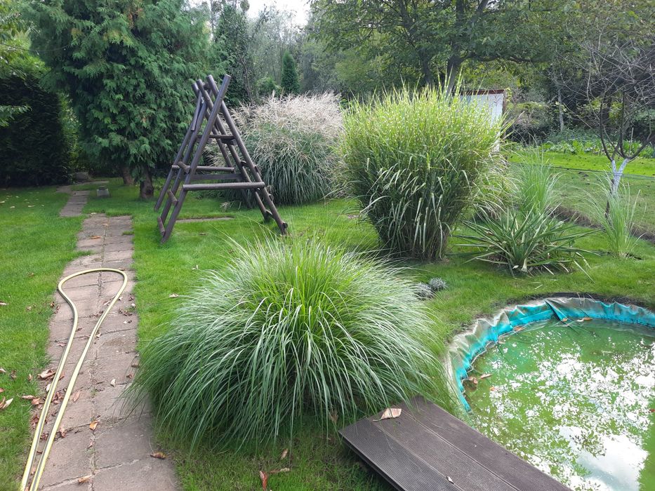 Działka rekreacyjna ROD Leśnik 503m2 w Toruniu Sprzedam