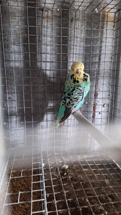 Casal periquitos ingleses