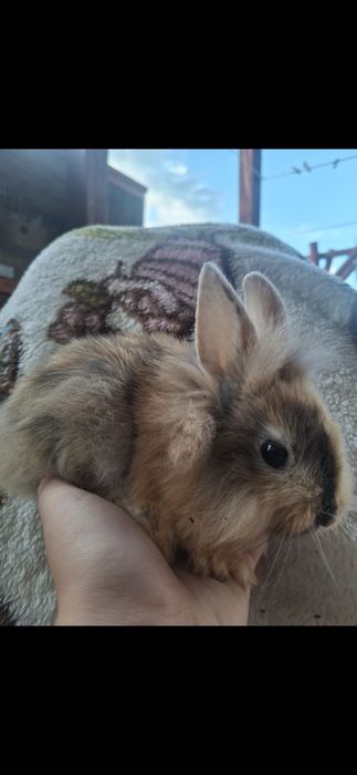 Miniaturki króliczki
