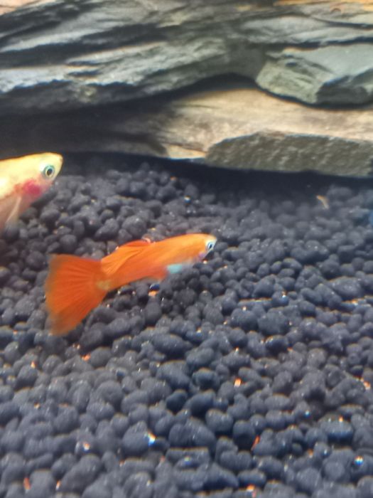 Peixes Guppys de diferentes variedades