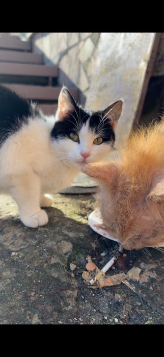 Коти мріють про домівку