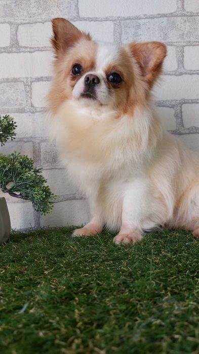 Хлопчик довгошерстий Чихуахуа