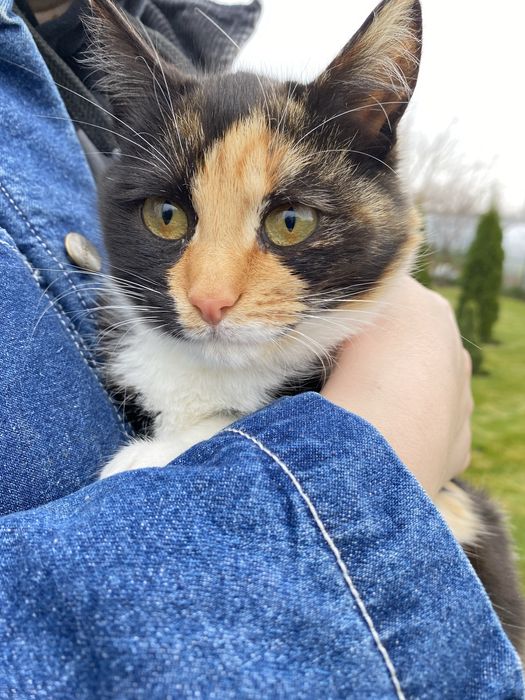 Киця з унікальним хутром шукає свій дім