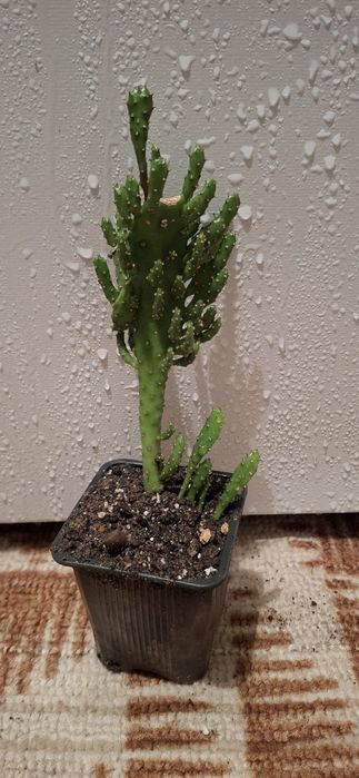 Опунція і багато інших рослин