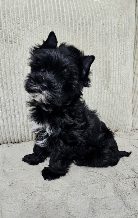 Cudowny Mega Piękny York Black - Cudo z Rodowodem.