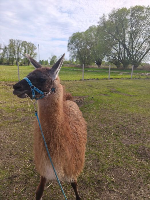 Lama samiec sprzedam