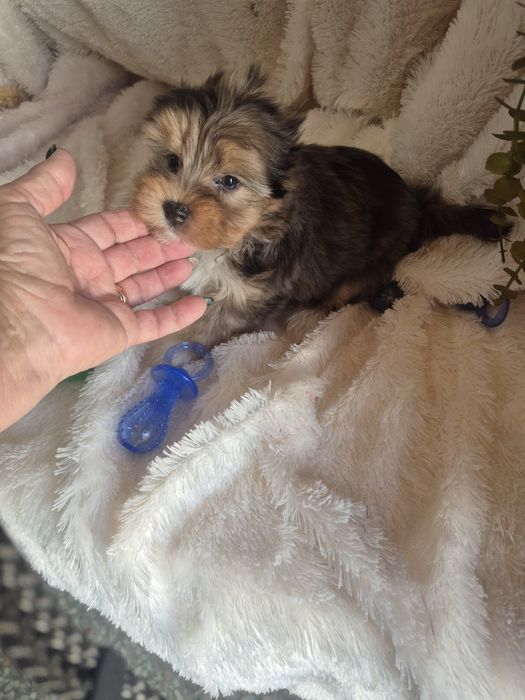 Biewer Terrier Fêmea Choco Melre Criadora Registada PT3088FL