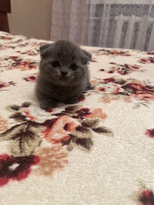 Продам Британських чистокровних  кошенят !