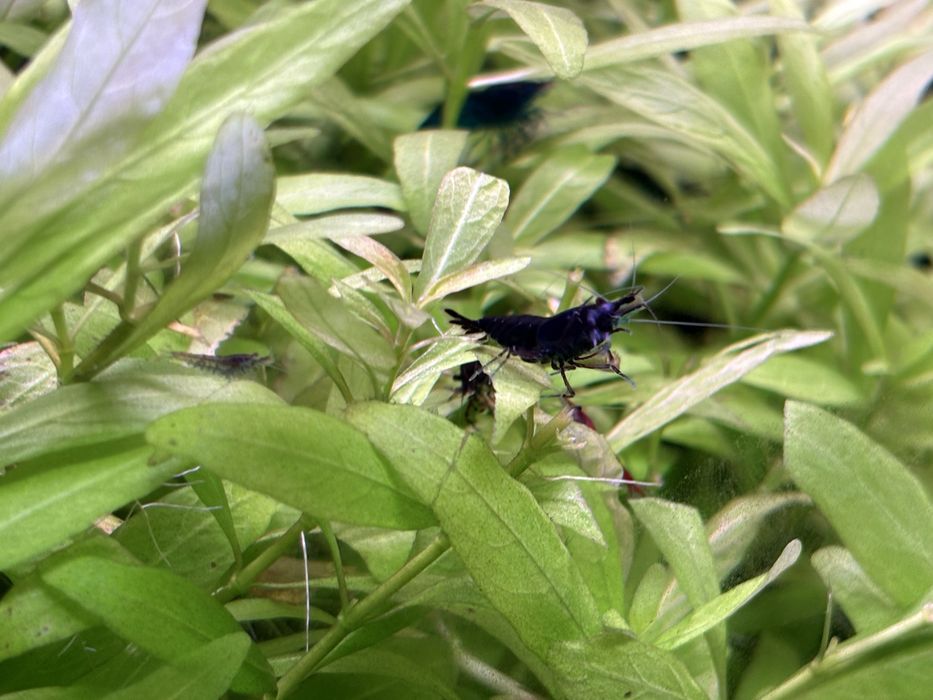 Neocaridinas black