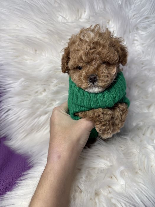 Красиві міні цуцики