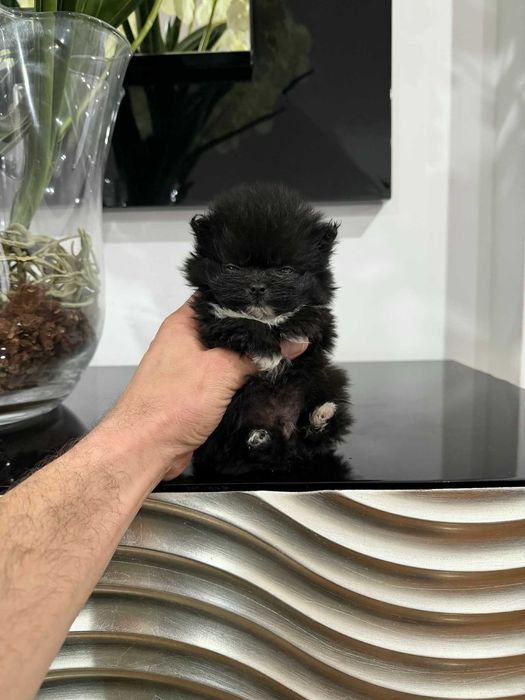 Spitz Alemão Anão/ Lulu da Pomerânia  TEA CUP MACHO PRETO  LOP E AFIXO