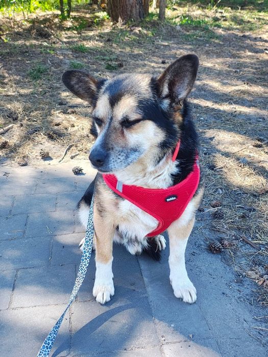 FRODO - ma w sobie coś wyjątkowego, co trudno opisać słowami.