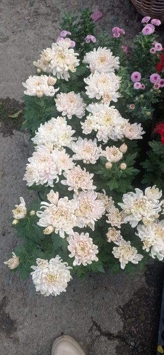 Хризантема мультифлора, середньоквіткова, великоквіткова горшок