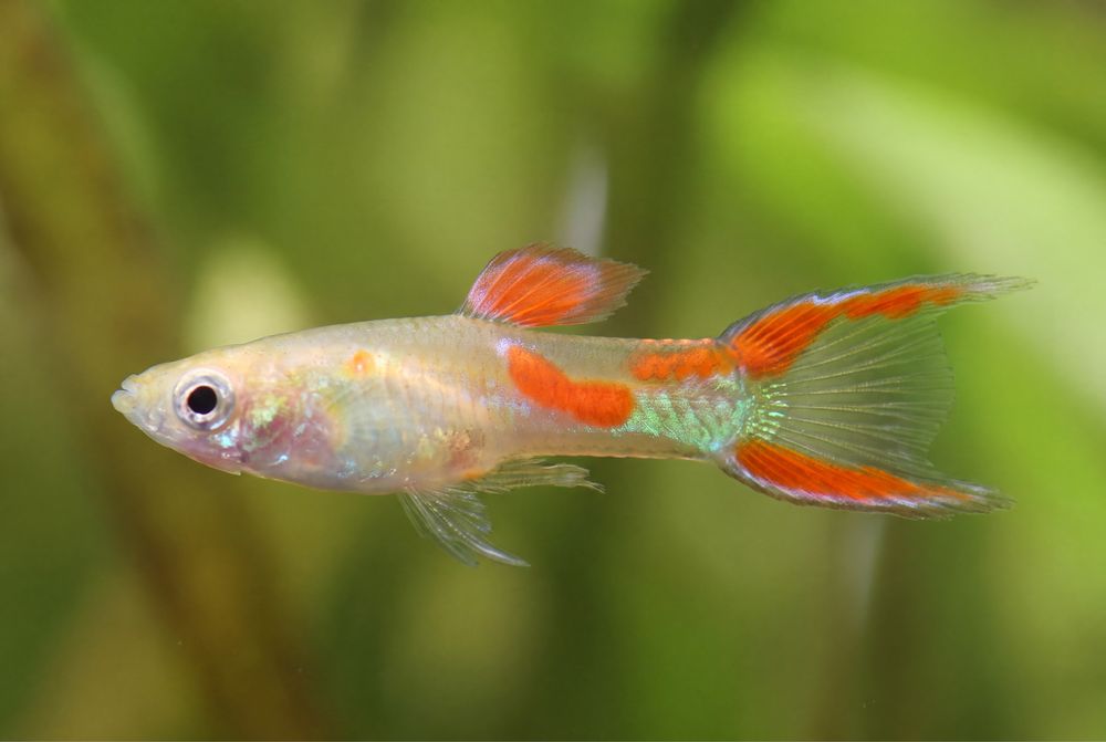 Endler Blond Red Double Tail