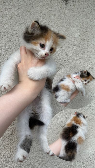 кошенята у добрі руки