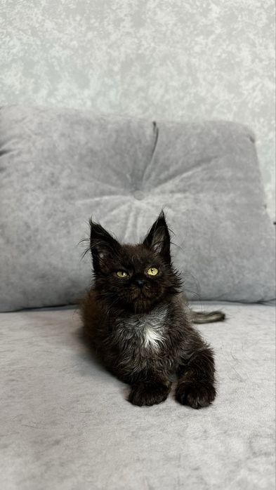 Дівчинка мейн-кун в чорному забарвлені