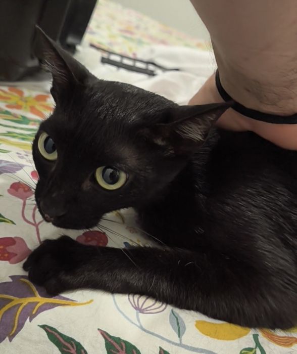 Gatinhas Jovens Abandonadas para Adoção!