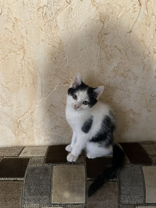 Кошеня дівчинка