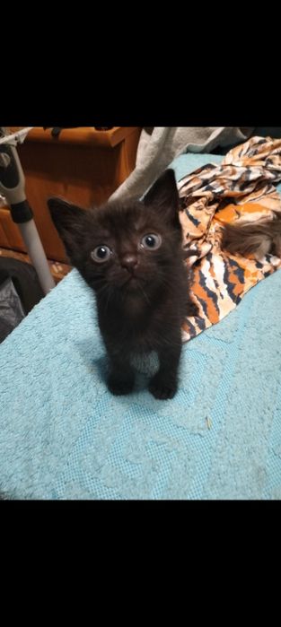 Маленькі кошенята в руки