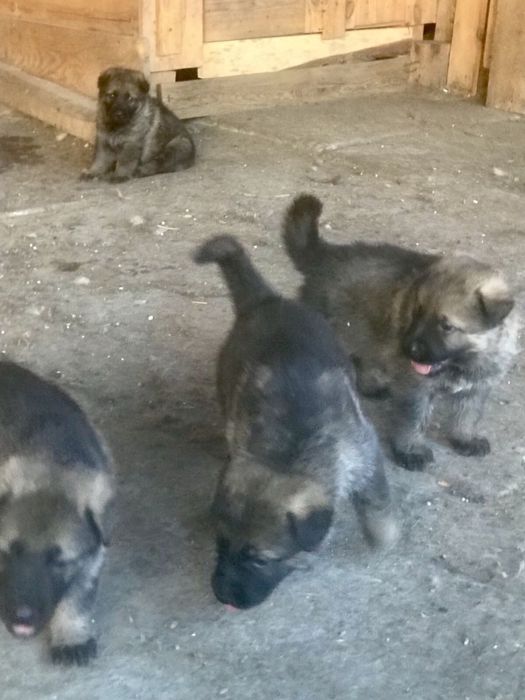Щенята німецької вівчарки