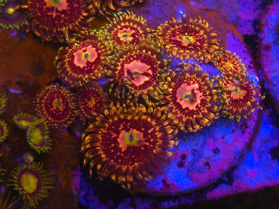 Zoa Space Chaos Zoanthus Koralowce Miękkie Akwarystyka Morska