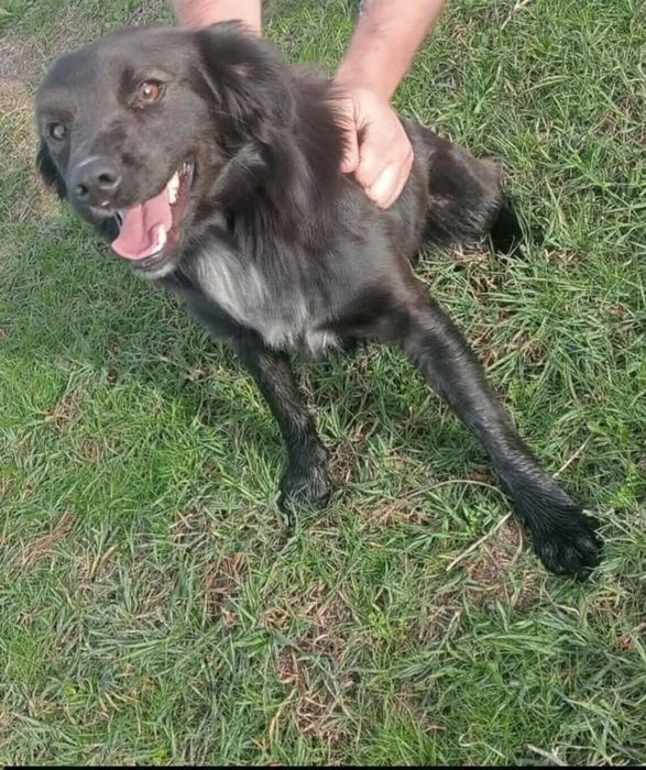 Miúdo peludo lindo para adoção responsável