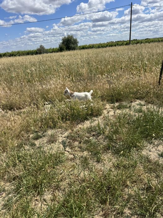 Cabrito anao macho