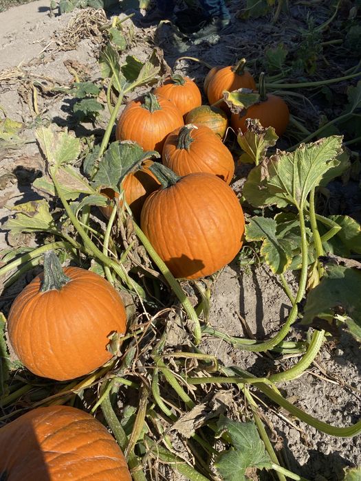 Dynia Halloween jadalna