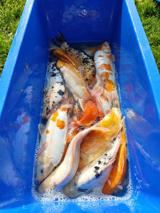 Duży karp koi - karpie do 500g i kroczek/tosai -Bydgoszcz
