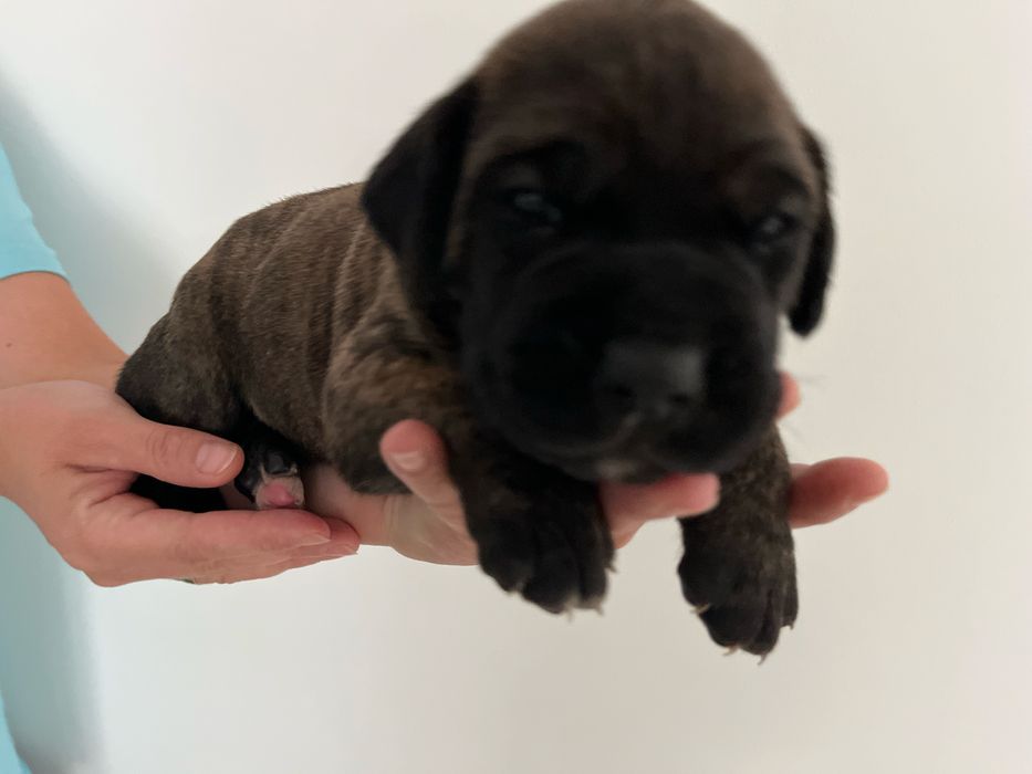 Cane Corso Italiano