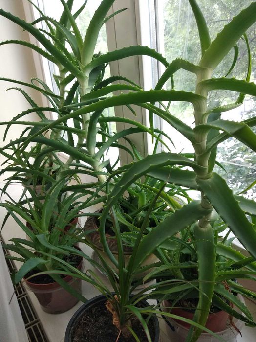 Алое лікувальне 8 років