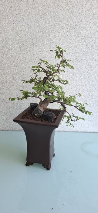 Bonsai Ulmus Parvifolia - cascata