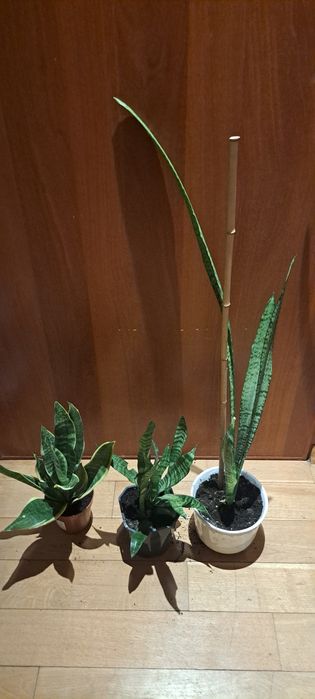 Sansiweira duże i mniejsze