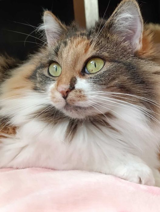 Марта 2 роки, стерилізована, вакцинована, дуже ласкава, Дарницький