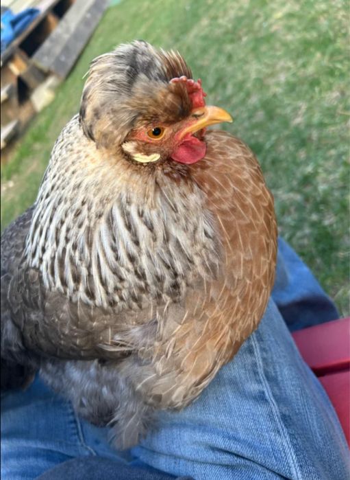 Ovos de raça crem legbar