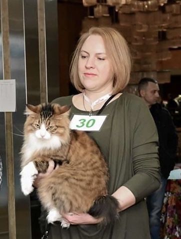 Курильський бобтейл кошенята