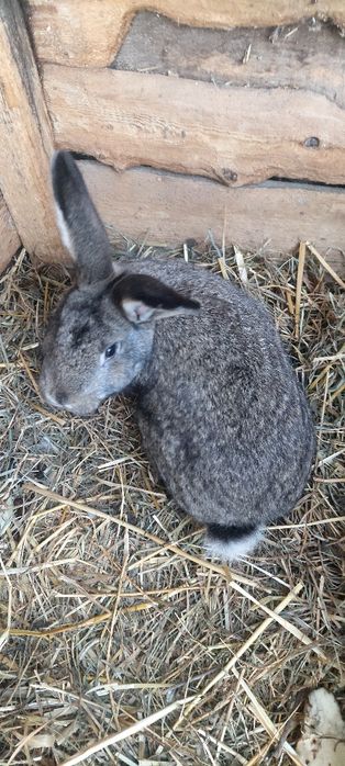 Кролі дівчата і хлопці