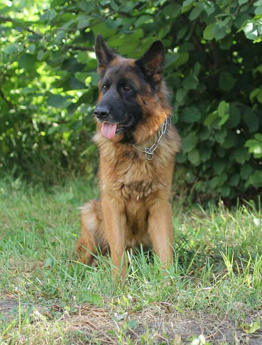Кобель немецкой овчарки для вязки