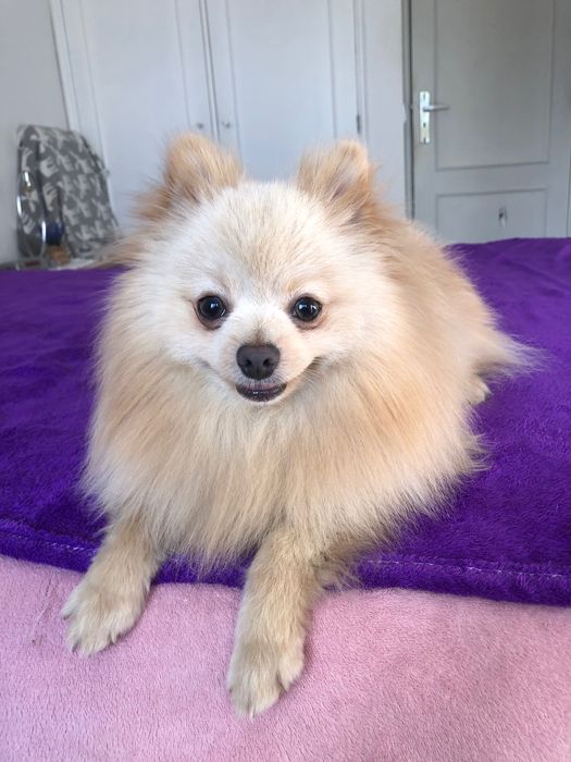 Lulu da Pomerânia Fêmea Mini