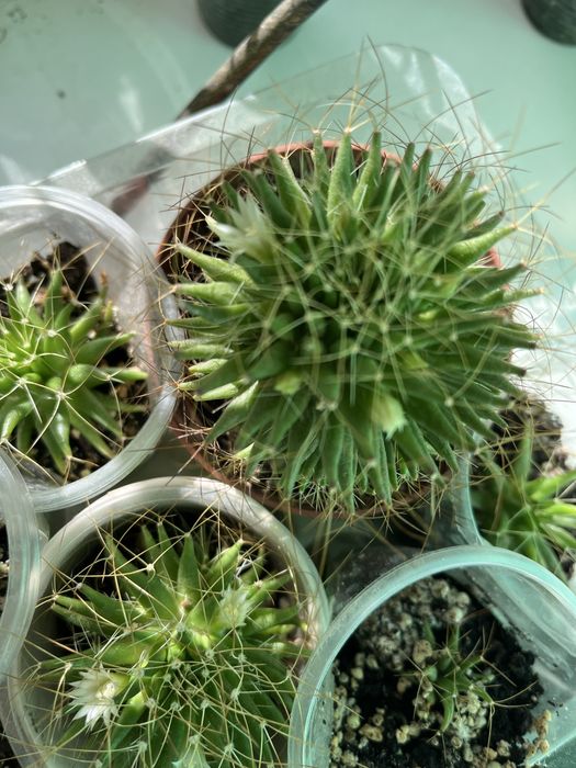 Кактуси маленькі й великі