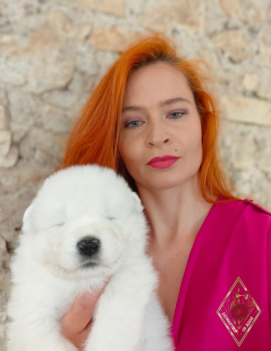 Samoyed/ Samoyed FCI/ Samojed – planowane mioty jesień/ zima 2026 | ZK