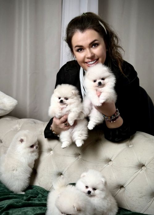 Породні чистокровні з документами VIP цуценята померанські шпіци.