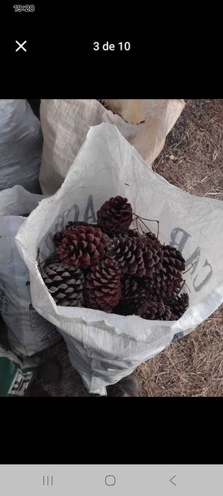 Pinhas para venda