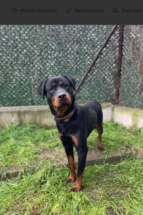 Mike młody rottweiler do adopcji