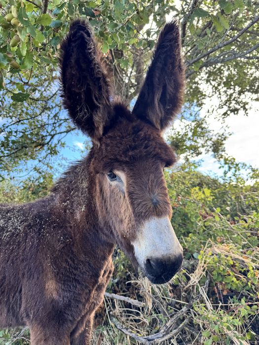 Burro Raça Autóctene Mirandesa