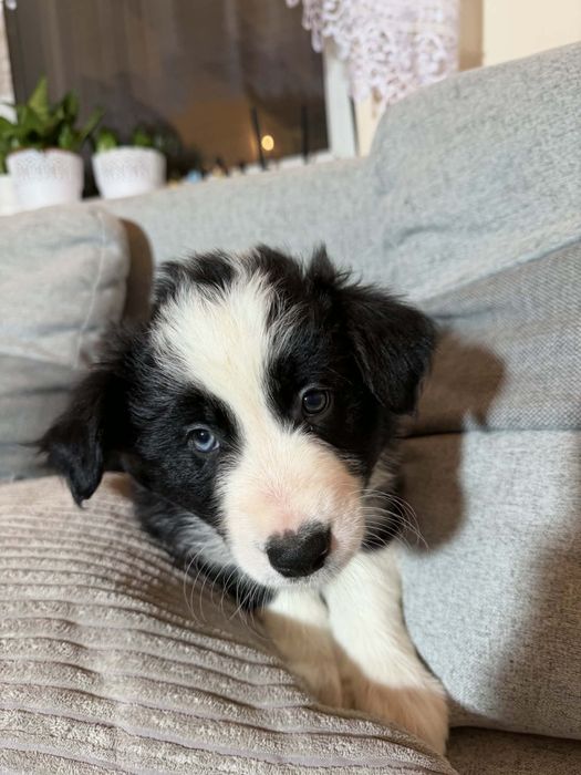 Border collie szczeniak, czarno- biały