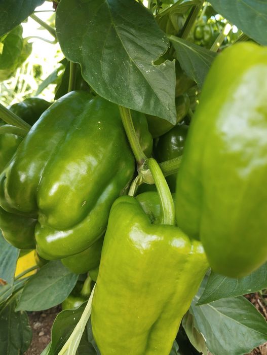 Pimento do produtor