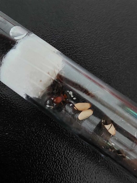 BESTSELLER! Królowa Formica Sanguinea + potomstwo