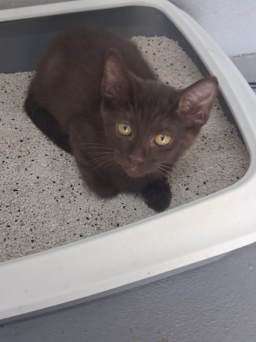 Gatinha castanha