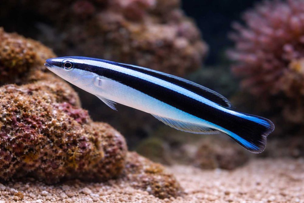 Ryba Labroides dimidiatus „Doktorek” FLUOLAMPS.PL WYSYLKI
